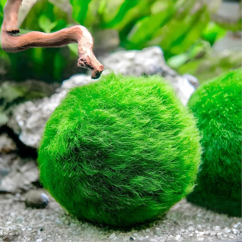 Marimo alga palla - marimo,