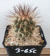 Copiapoa krainziana - , fa