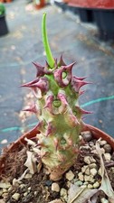 Euphorbia milii vulcanii - euphorbia, f.