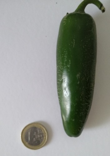 Semi jalapeño jumbo - semi,