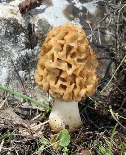 Morchella esculenta morel - morchella,