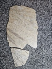 Palm Frond Leaf Fossils 2 From