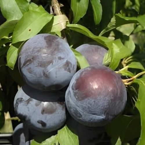 Pianta frutto susino black - da,
