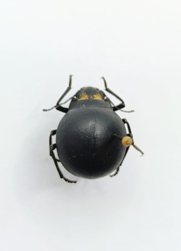 Entomology taxidermy - entomology,