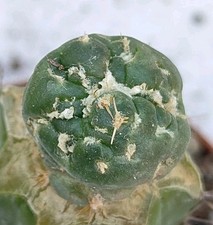 Coryphantha elephantidens monster form NEW CLONE