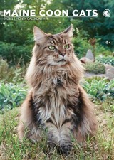 Calendario Maine Coon Gatti