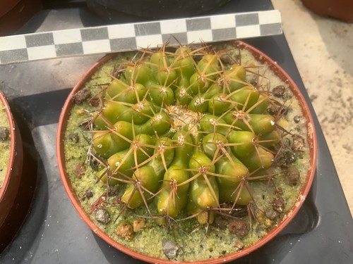337 discocactus mamillosus - 337,