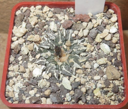 Ariocarpus kotschoubeyanus - , v