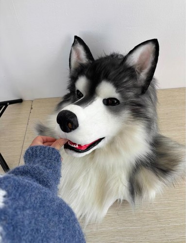 Ready stock alaskan - stock, malamute