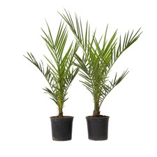 Plant in a Box 2 Palma da dattero delle Canarie Phoenix canariensis 50cm Albero