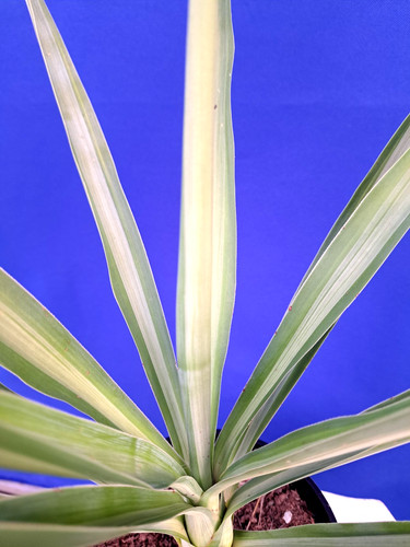 Yucca gigantea silver star - gigantea, 'silver