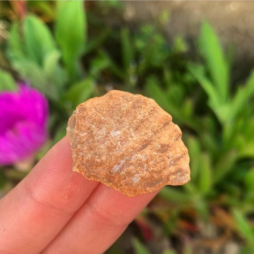 Natural portuguese fossil - natural,