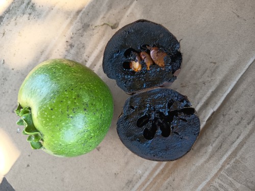 Black sapote albero del - black,