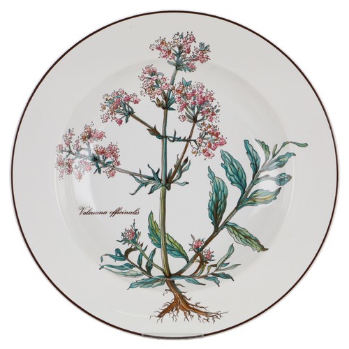 Zuppiera valeriana - zuppiera,