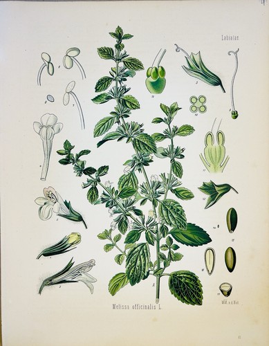 Marrubium vulgare 1886 - , flora