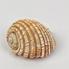 Conchiglia Marina Vintage
