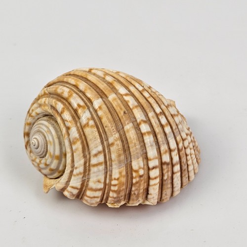 Conchiglia marina vintage - marina,