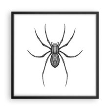 Poster 50x50cm Ragno Insetto