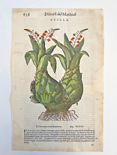 MATTIOLI Xilografia 1500 Botanica Erbario Piante "SCILLA"