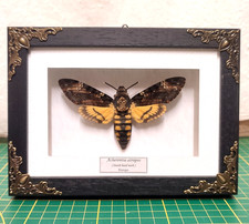 Acherontia atropos (sfinge