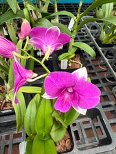 Orchidea Dendrobium Burana