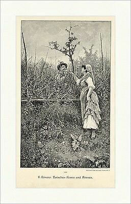 Zonaro tra rose - rose, e