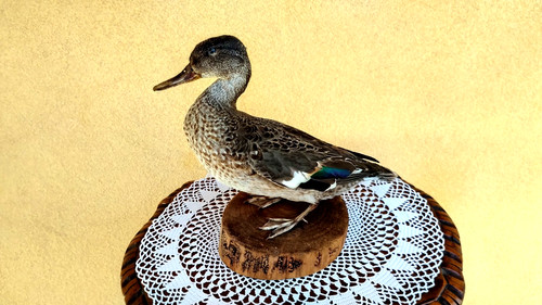 Trofeo caccia esemplare - caccia,