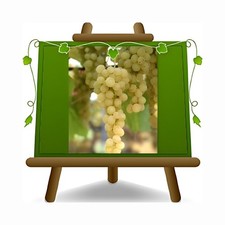 Vite Baresana Pianta da frutto