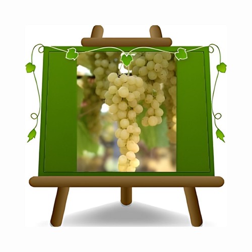 Vite baresana pianta frutto - baresana,
