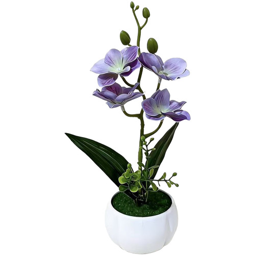 Pianta vaso magnolia - di,