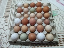 Uova fertili/feconde da