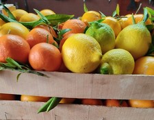 Box di agrumi misti - da,