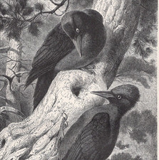 PICCHIO NERO - Coppia