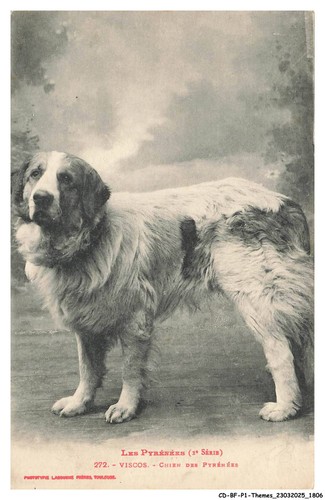 Bfp1 0904 cane - cd-bfp1-0904-cane, cani