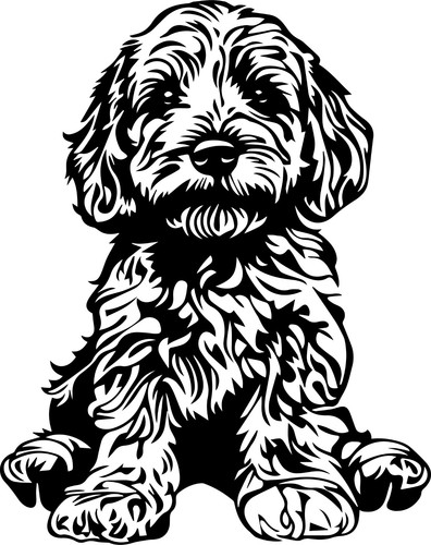 Adesivi cavapoo - cavapoo, auto