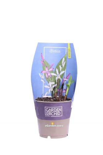 Pianta orchidea bletilla - di,