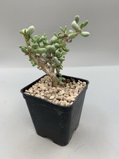 Ceraria (Portulacaria) Pygmea Pot 7 Succulenta Foglie Verdi Piccole Rami Rara
