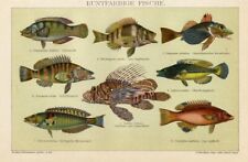 1895 Stampa Antica = PESCI