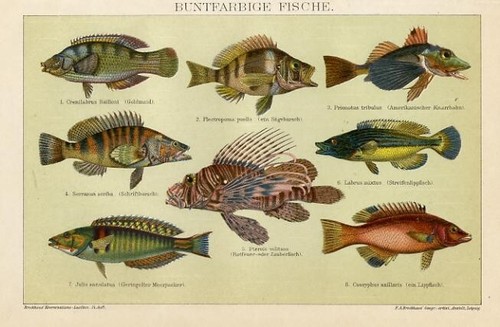 1895 cromolitografia antica - 1895,