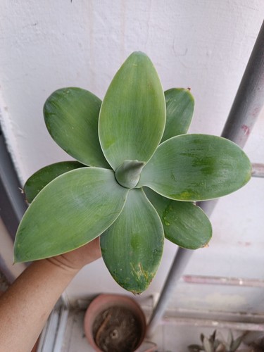 Agave attenuata cm - attenuata,