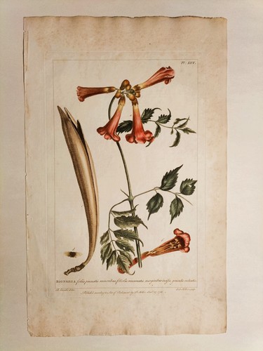 Stampe antiche originali - ,