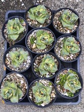 6-7CM Rare Plant SucculentLive