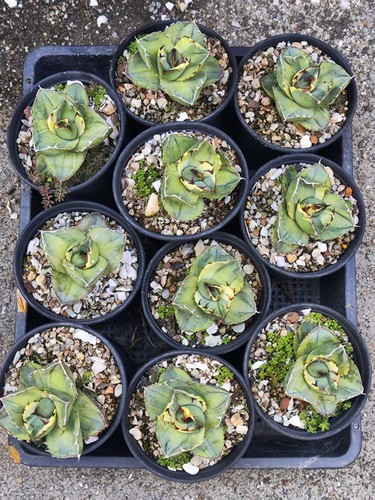 7cm rare plant - 6-7cm,