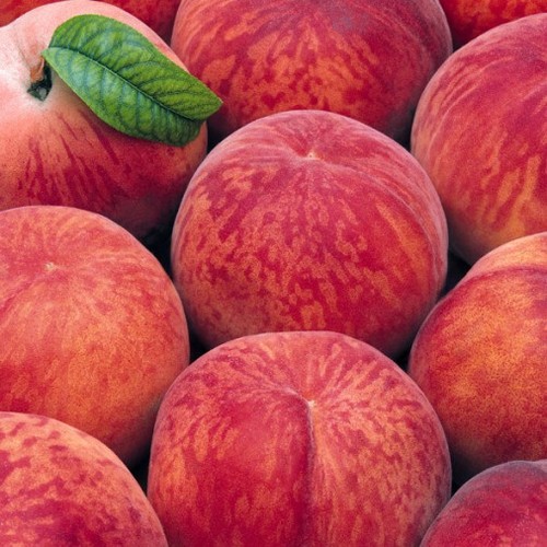 Pesco michelini prunus - michelini, (prunus