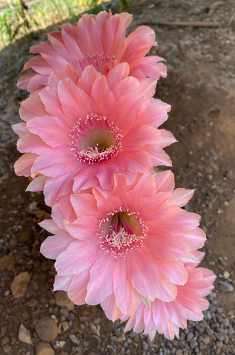 Echinopsis hybrid - (21),