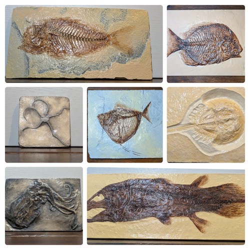 Sea creature fossil replicas - sea,