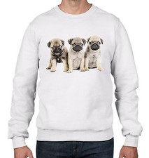 Carlino Cuccioli Cane Uomo