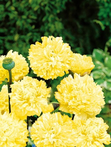 Semi papaver somniferum - di,