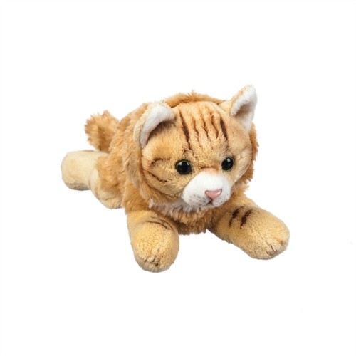 Maine coon gatto - maine,