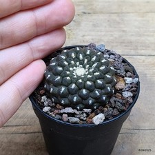 Gymnocalycium baldianum Vaso